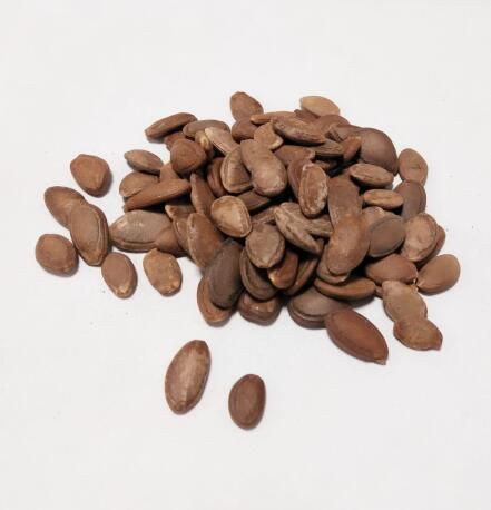 瓜蔞(栝樓) TRICHOSANTHIS FRUCTUS