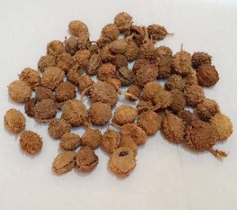 砂仁(陽春砂) AMOMI FRUCTUS