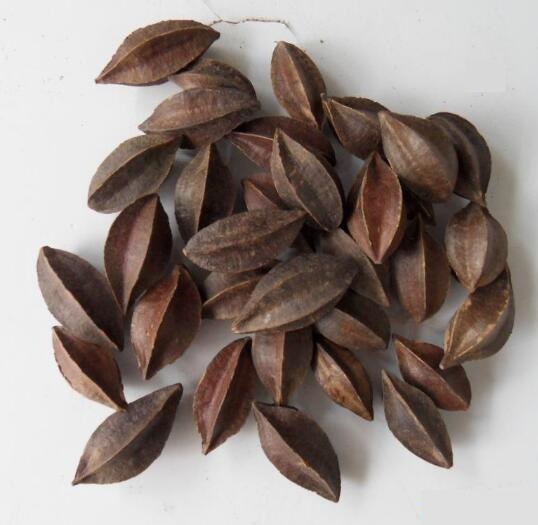 使君子(使君子仁) QUISQUALIS SEMEN