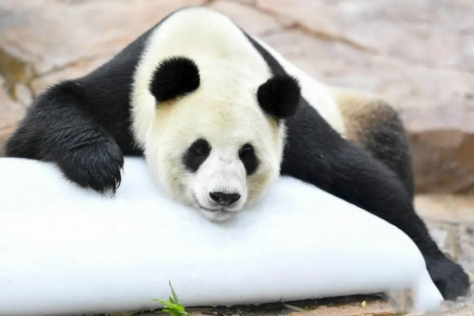 普菲德七月新品推薦-當(dāng)藥醇苷，鹽酸黃柏堿，紫花前胡苷元 等對(duì)照品